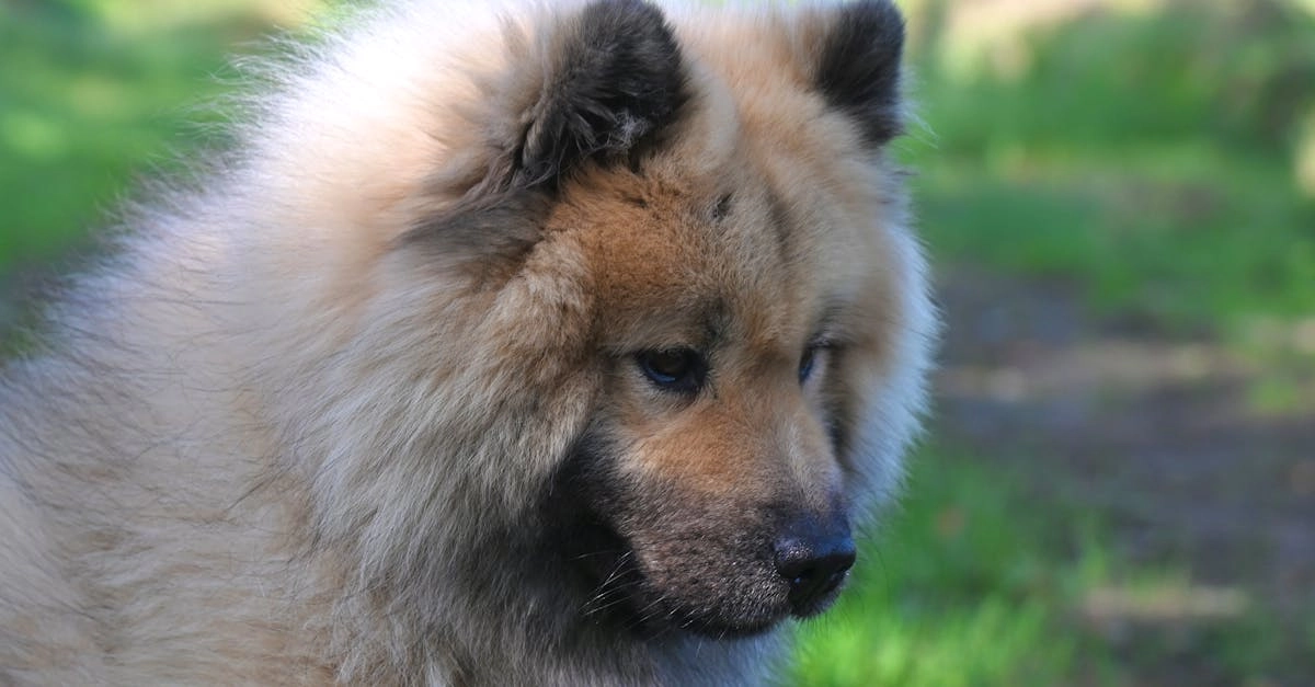 Программы лояльности казино без депозита и защита игровых интересов