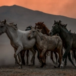Традиционная символика Дикого Запада в слот-игре Mustang Gold
