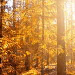 Традиции Дикого Запада в слот игре Wild West Gold