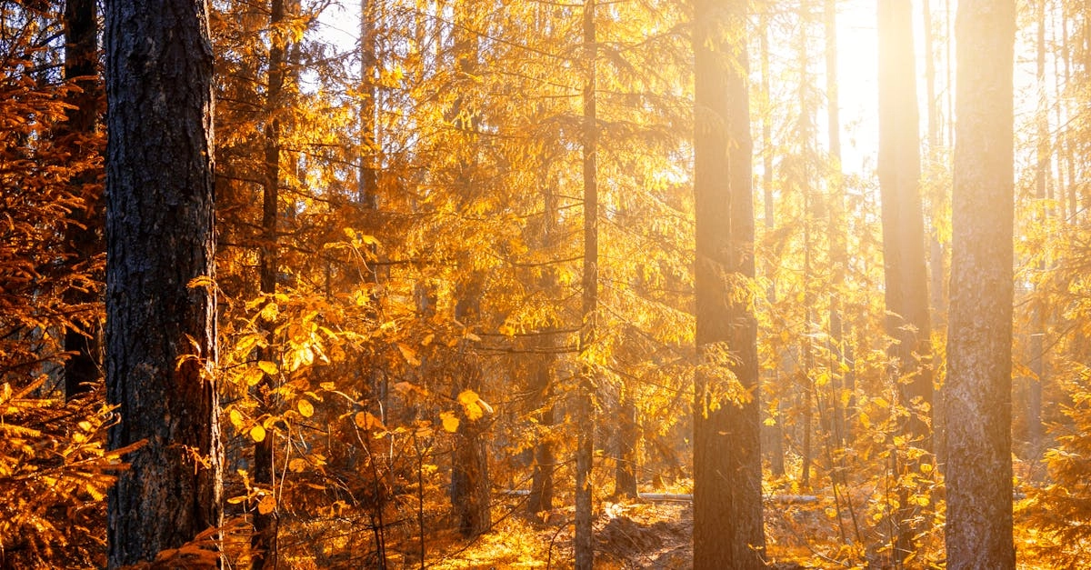 Традиции Дикого Запада в слот игре Wild West Gold